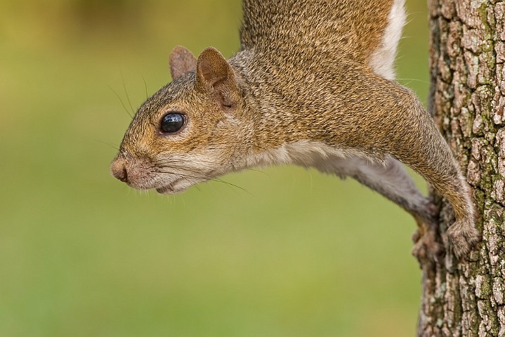 Grauhrnchen Eastern Gray Squirrel Sciurus carolinensis